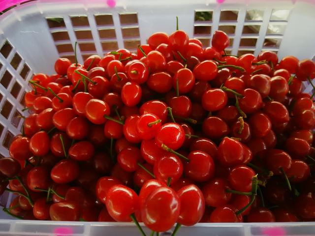 南少林与北少林