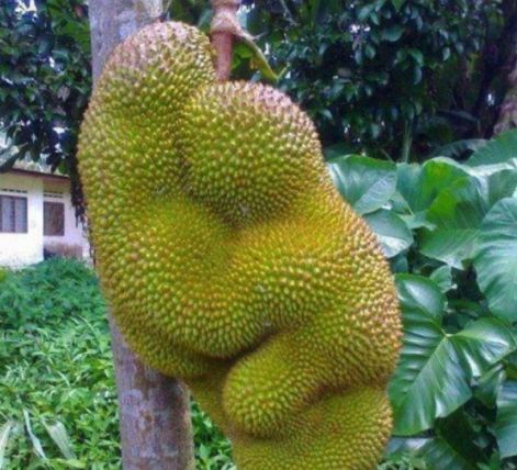 制造伍德斯托克音乐节